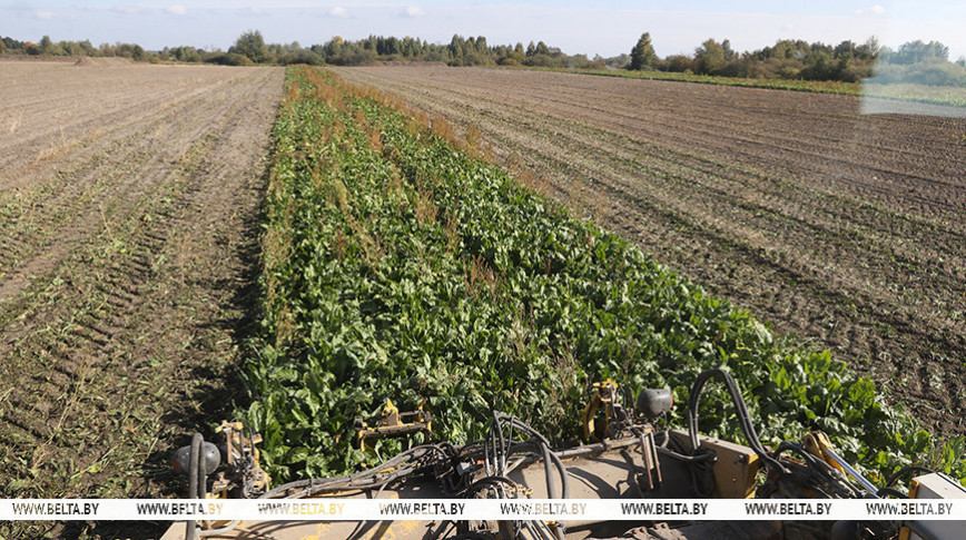 Belarus’ sugar beet harvest exceeds 3m tonnes