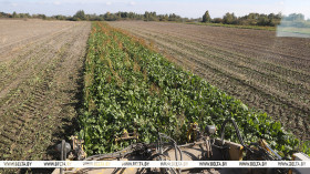 Belarus’ sugar beet harvest exceeds 3m tonnes