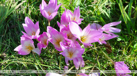 Autumn crocus blossoms in Vitebsk