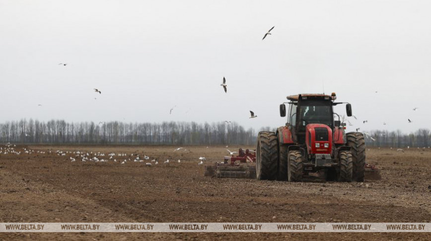 Sugar beet planting in Belarus almost 83% complete